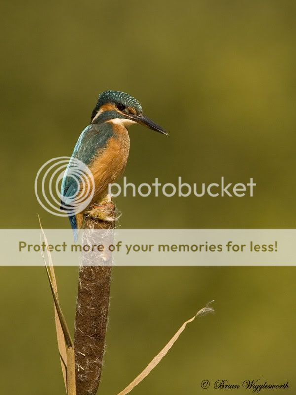kingfisher-on-bullrush-copy.jpg