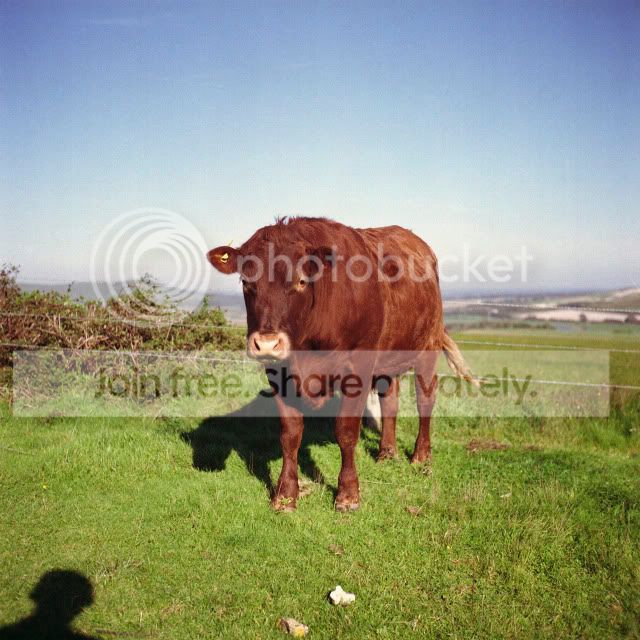 Southease10-BrownCow.jpg