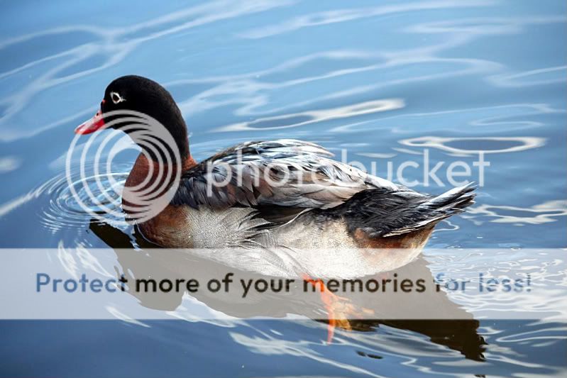 Duck1.jpg