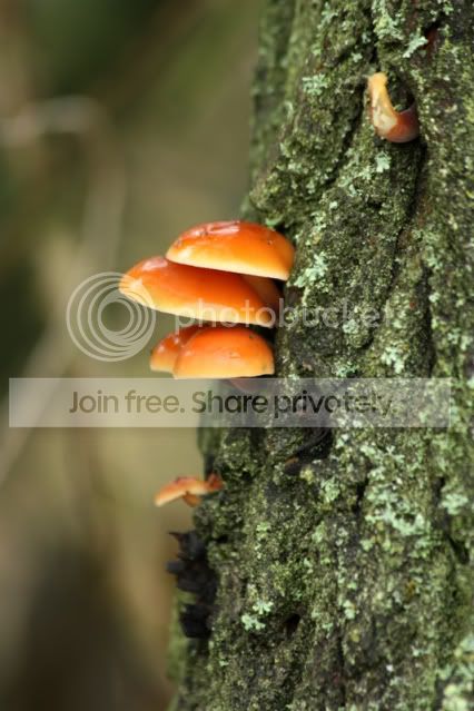 Fungi4-Copy.jpg