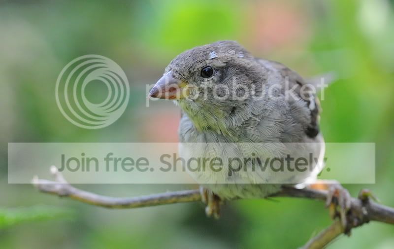 sparrow.jpg