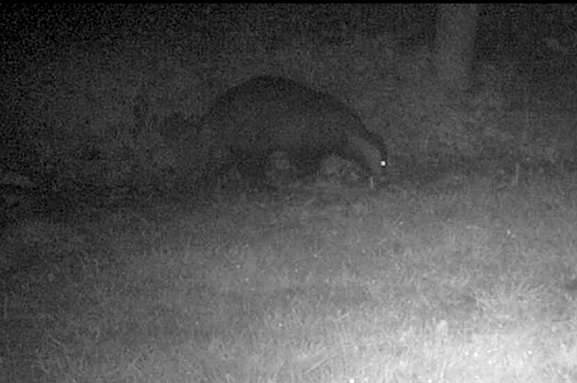 badger.png
