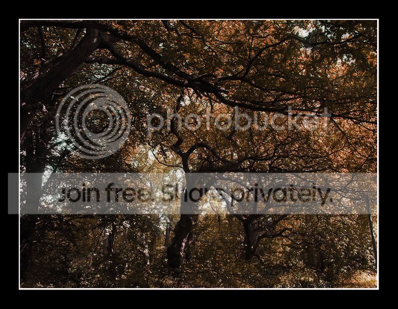 trees2-1.jpg