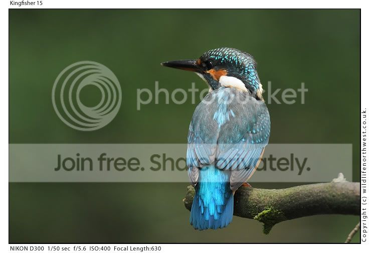 Kingfisher15.jpg