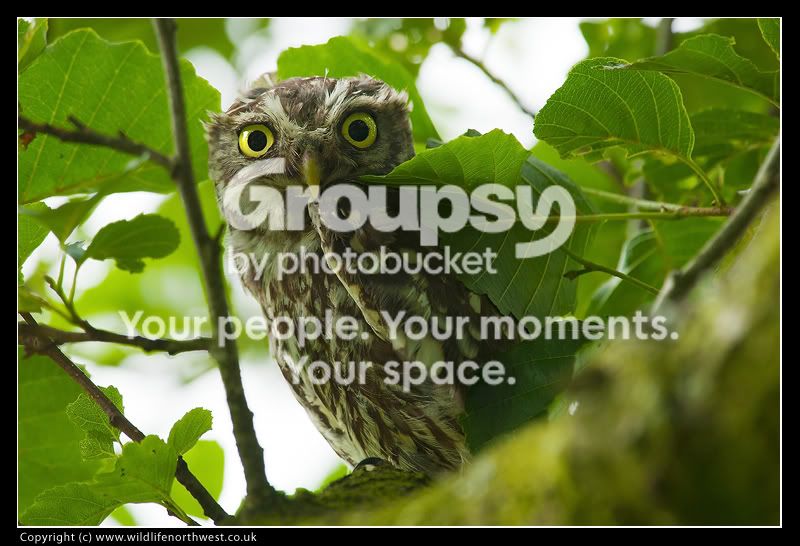 LittleOwl1.jpg
