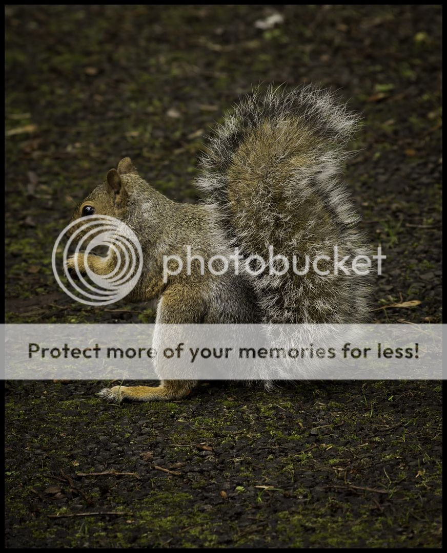 squirrelcrop.jpg