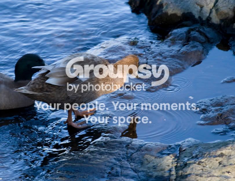 reflectionquackers2.jpg