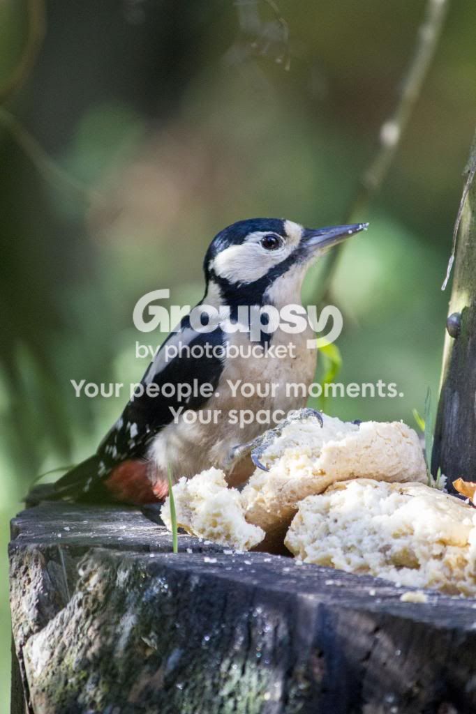 peck_zpsc6c747c0.jpg