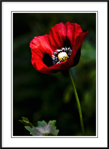 3832916357_a986bcfab6.jpg