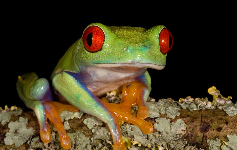 The_treefrog_by_AngiNelson.jpg