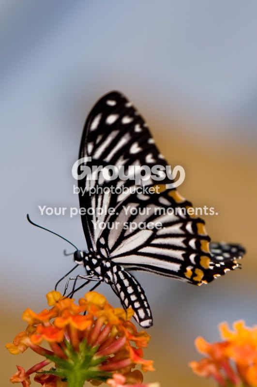 NewForestWildlifePark1of1-6.jpg