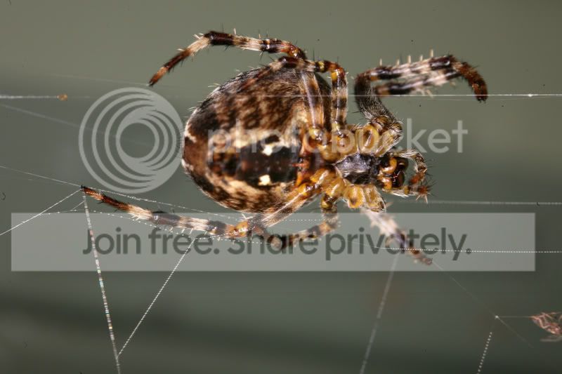 Spidermr14ex.jpg
