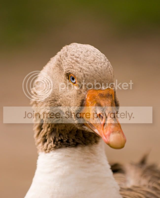 goosefull.jpg