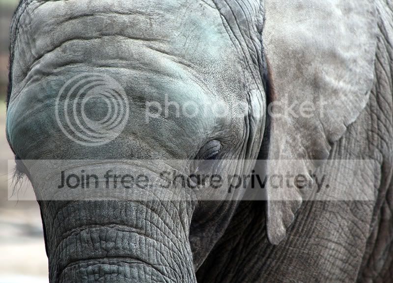 elephant.jpg