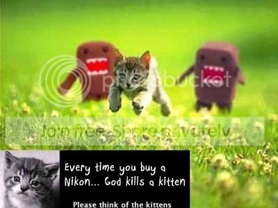 kittens.jpg
