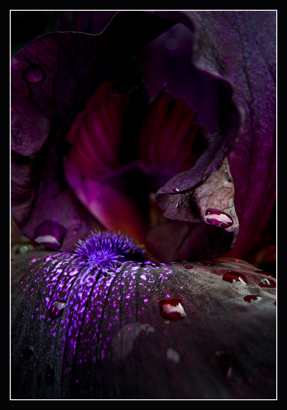 Guradian_of_the_purple_cave_2_by_MessiahKhan.jpg