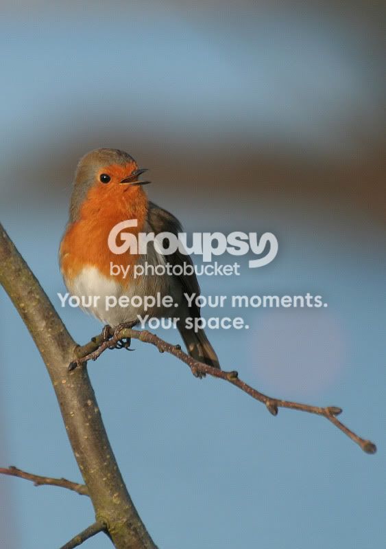 Robin.jpg