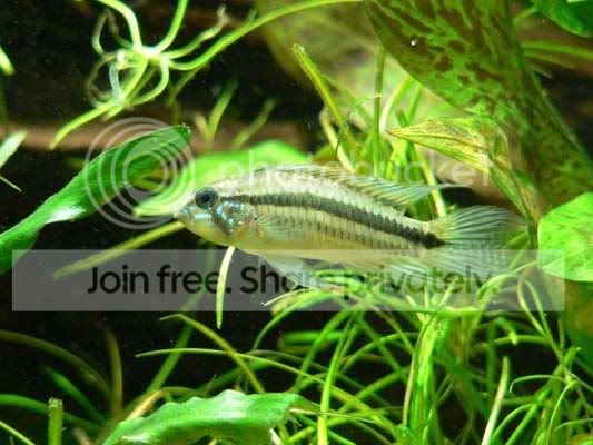 Apisto2b.jpg