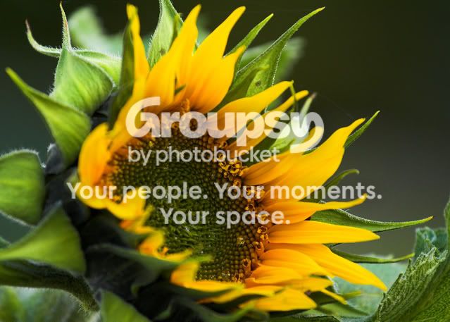 Sunflower.jpg