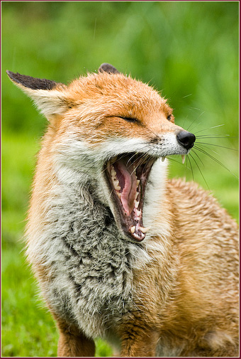 Fantastic_Mr_Fox_III_by_HairyToes.jpg