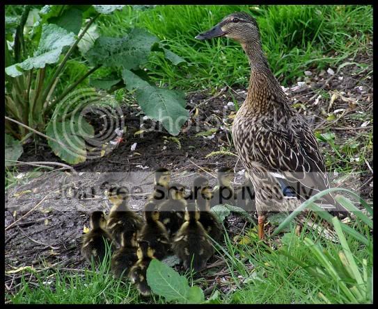 mallardchicks.jpg