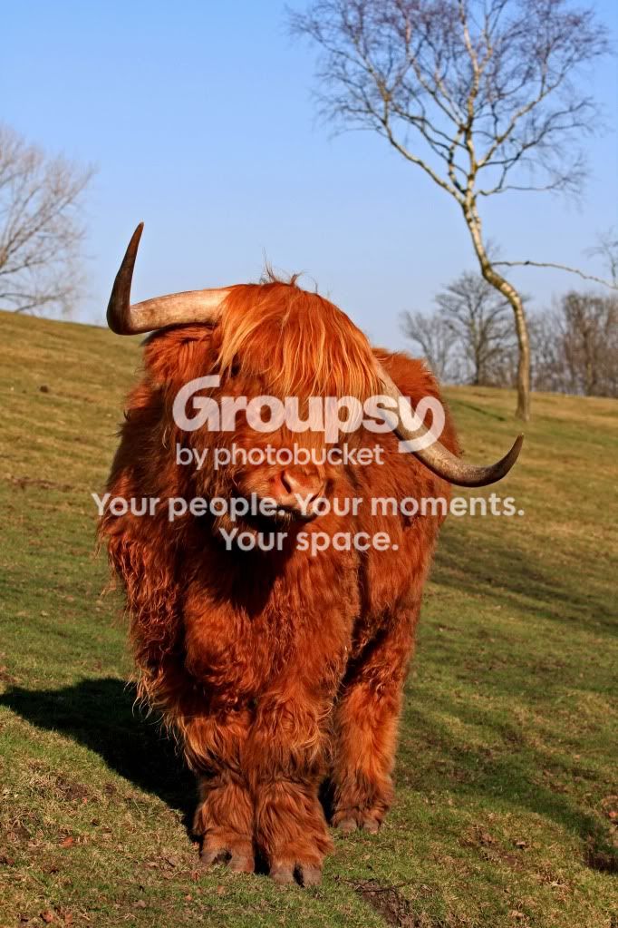 HighlandCow.jpg