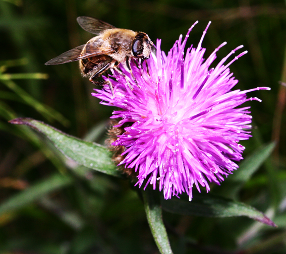 Scottish_Thistle_by_EuphoricaAmnesia.jpg