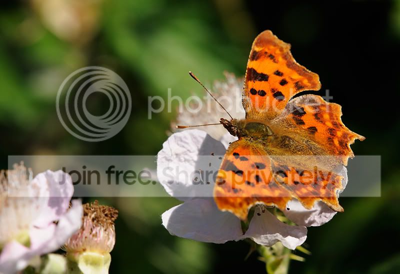 butterfly-on-blossom.jpg