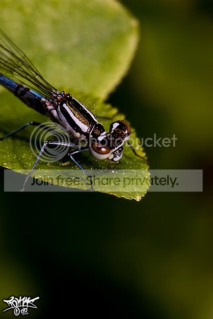 Damsel3.jpg