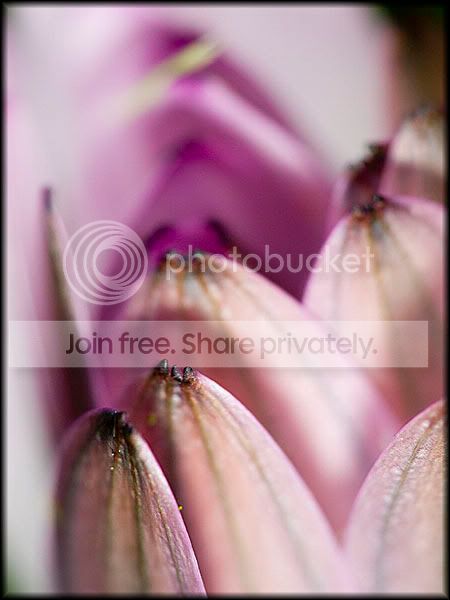 gardenflower4.jpg