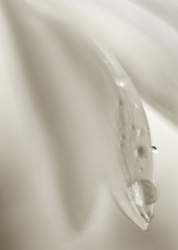 4346082079_f230ac033d_o.jpg
