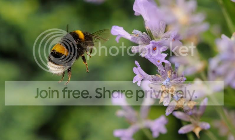 bee-in-flight-2.jpg