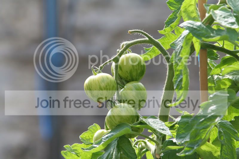 IMG_6532copy.jpg