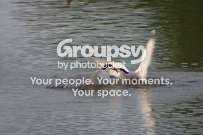 tern4.jpg
