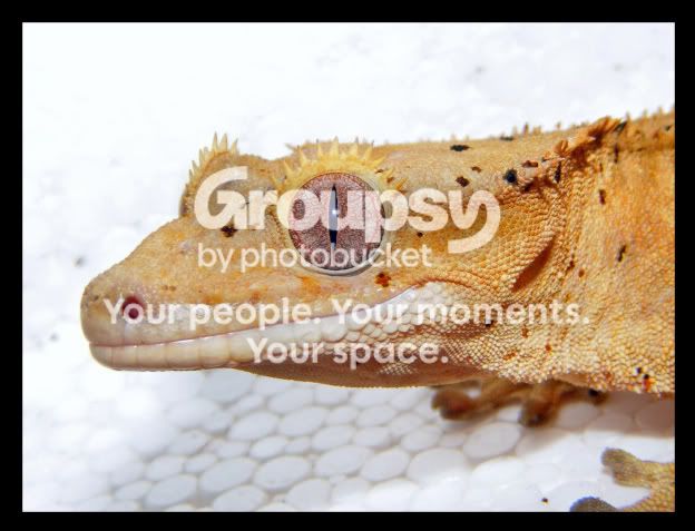 crestie1.jpg