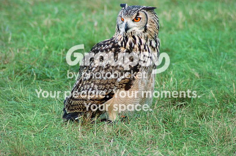 Owl_Post_NX.jpg