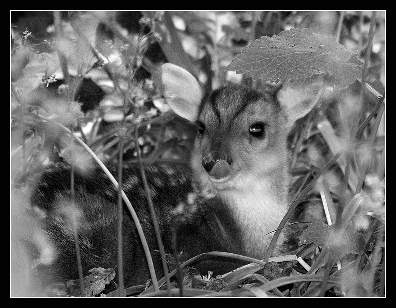 Img_6026bw.jpg
