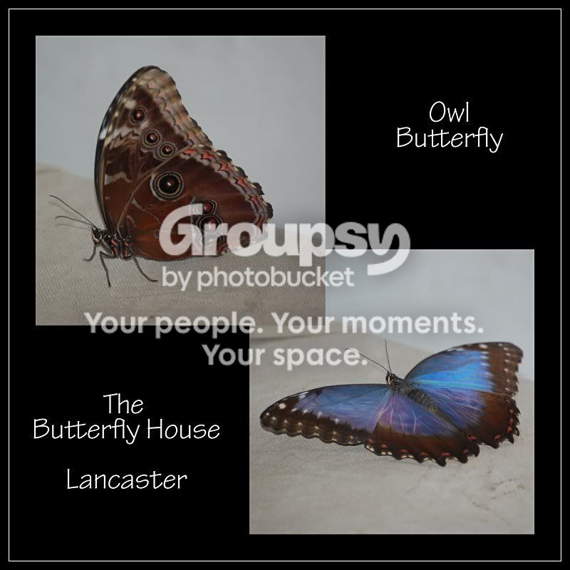 Butterflyimage.jpg