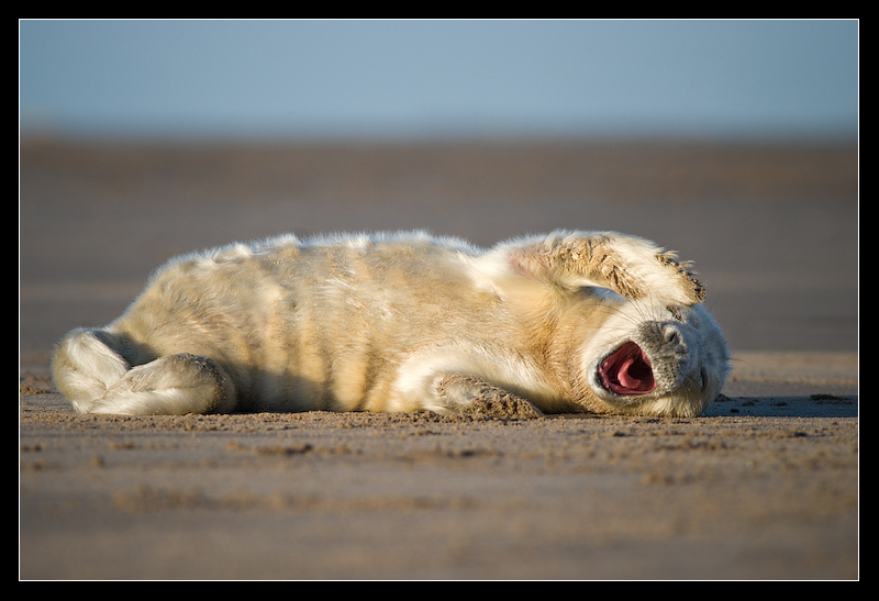 Big_yawn_by_MessiahKhan.jpg