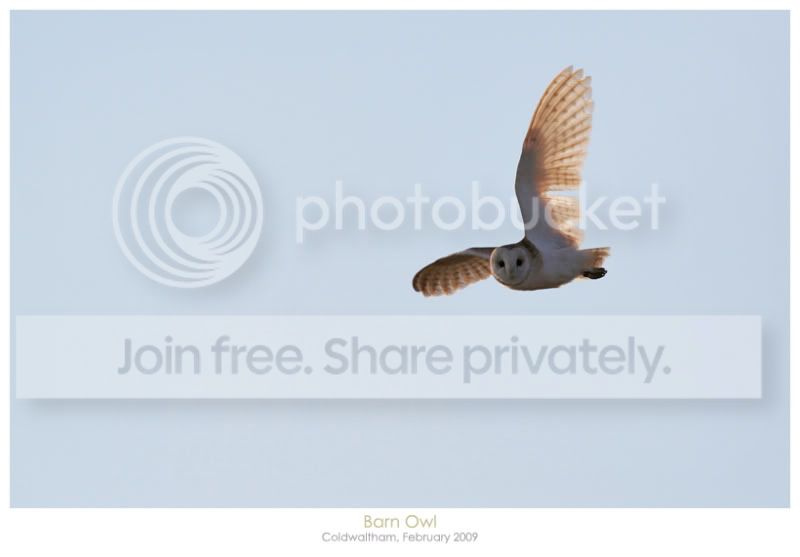 22BarnOwlFebruary2009.jpg