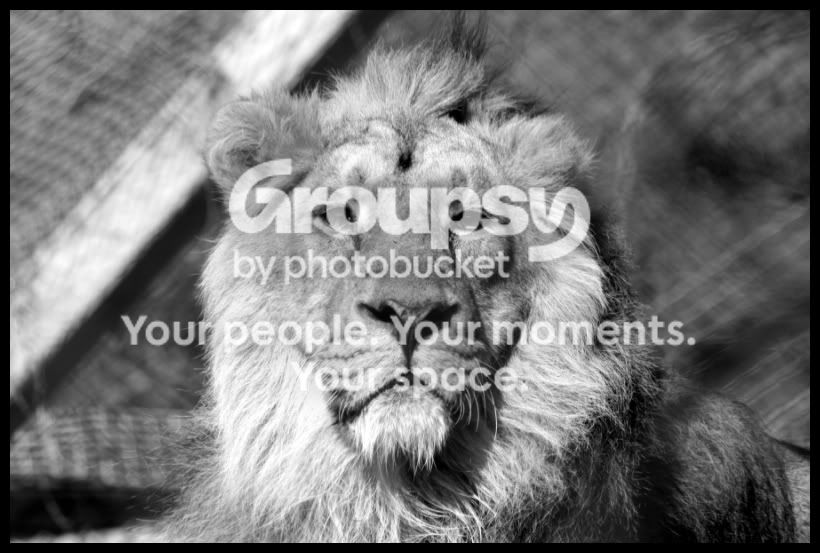 LionKing.jpg