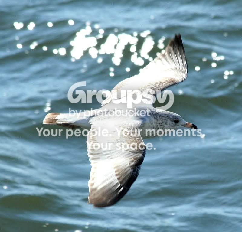 LibertyIslandSeagull2.jpg