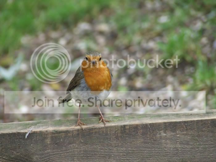 robin_uncropped.jpg