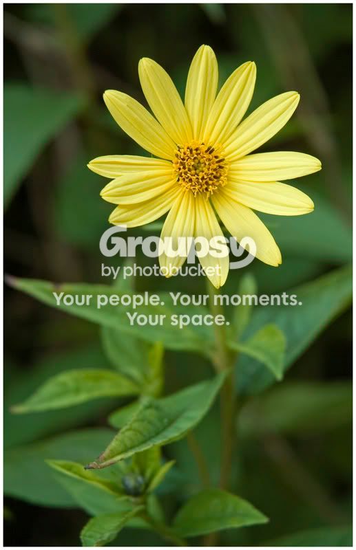 YellowFlowerFF.jpg