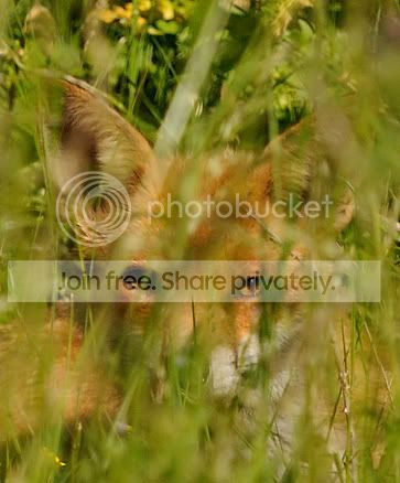 fox-detail.jpg