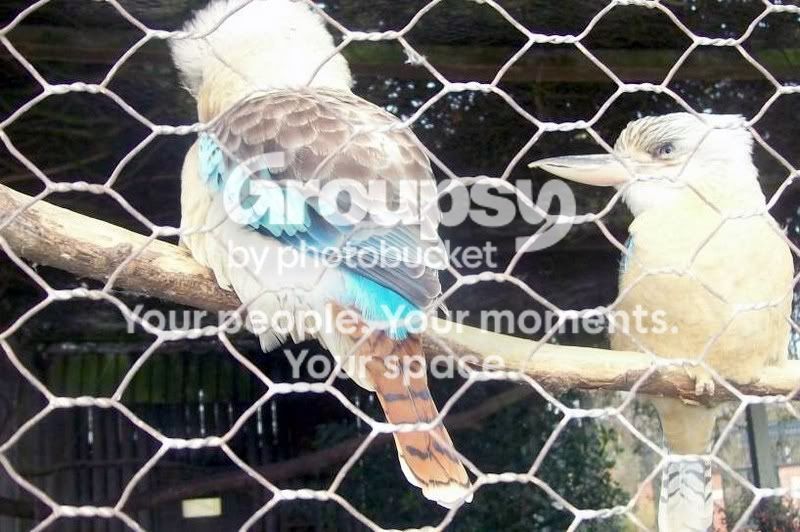 kookaburra2.jpg