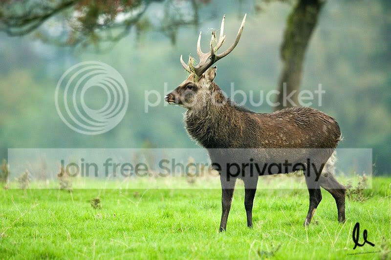 Stag3.jpg