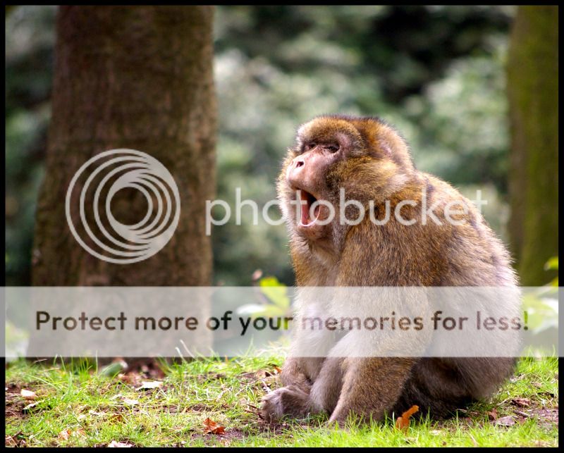 monkey-1.jpg