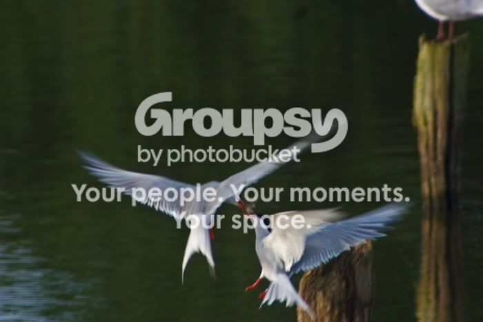 tern2.jpg