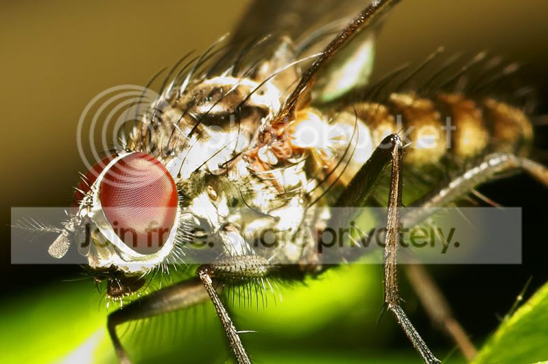 fly2.jpg